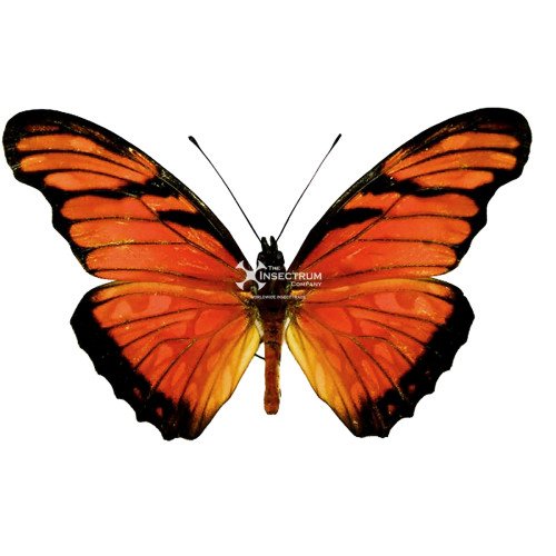 DIONE JUNO HUASCUMA Mexican Juno Longwing